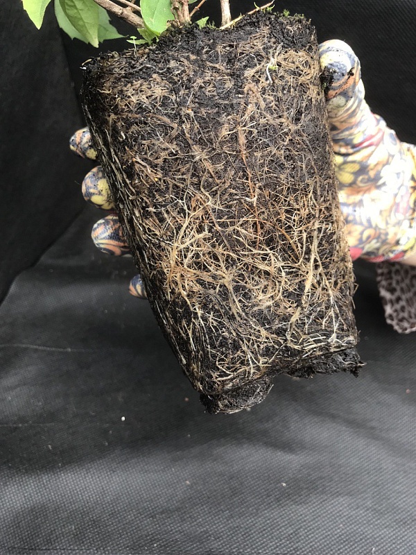 Дейция Кальмифлора 1 шт Р9